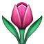 tulip