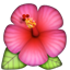 hibiscus