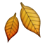 fallen_leaf